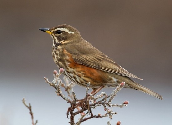 Tordo Sassello - Turdus Iliacus